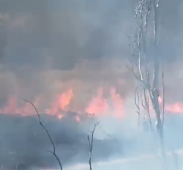 Incendiu în Parcul IOR