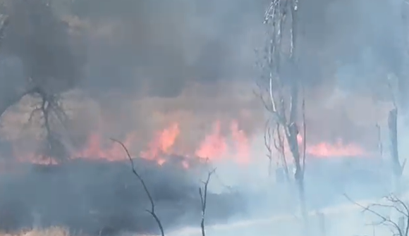 Incendiu în Parcul IOR