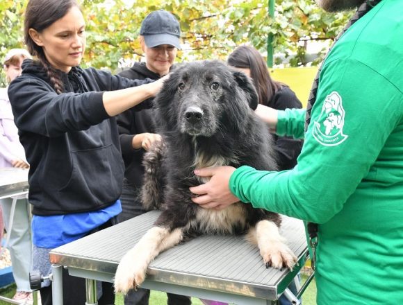 De Ziua Mondială a Animalelor, Mars încurajează adopțiile și susținerea adăposturilor de animale