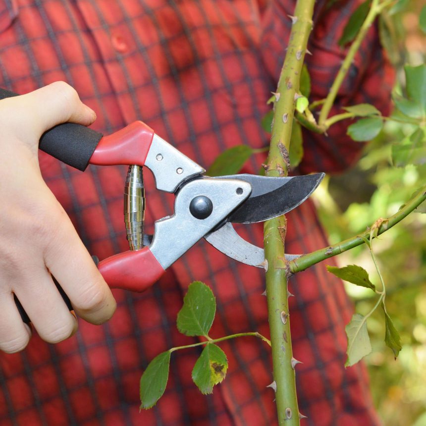 Cum pregătim trandafirii pentru iarnă: Ghid complet pentru grădinari