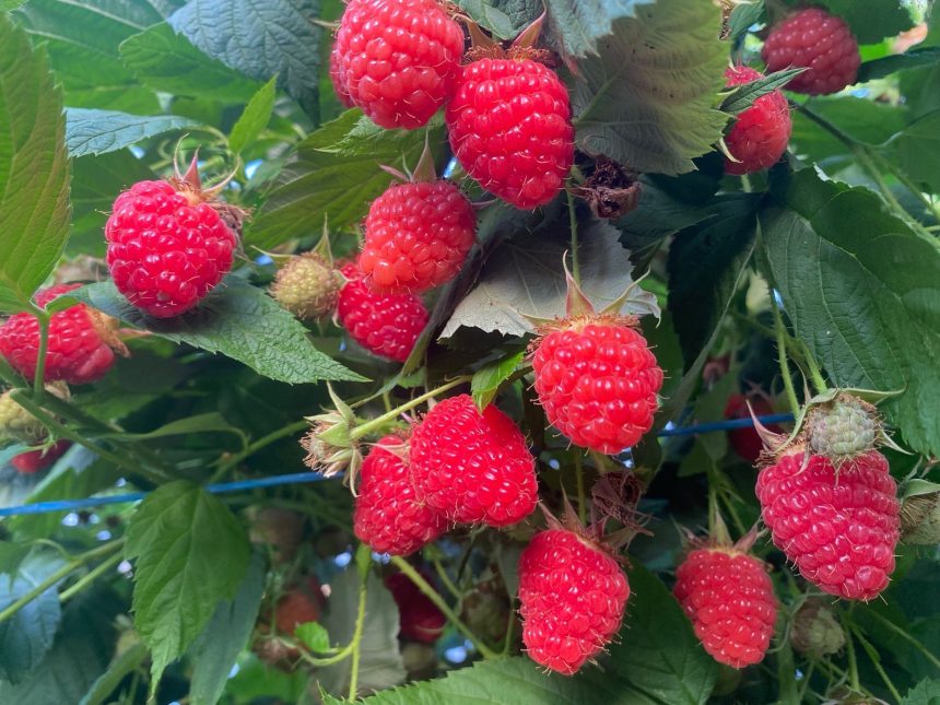 Lidl România a achiziționat în acest sezon cu 39% mai multă zmeură din România față de anul precedent